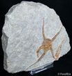Inch Fossil Starfish/Brittle Star #2688-2